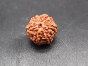6 Mukhi Rudraksha