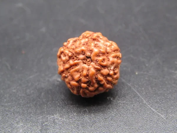 6 Mukhi Rudraksha