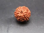 6 Mukhi Rudraksha