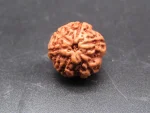 6 Mukhi Rudraksha