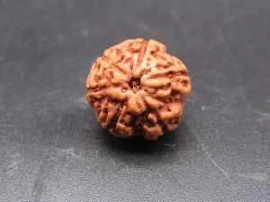 6 Mukhi Rudraksha