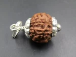 6 Mukhi Rudraksha