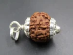 6 Mukhi Rudraksha