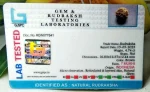 7 Mukhi Certificate