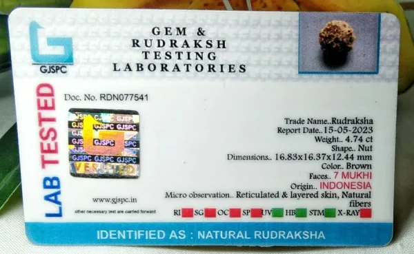 7 Mukhi Certificate