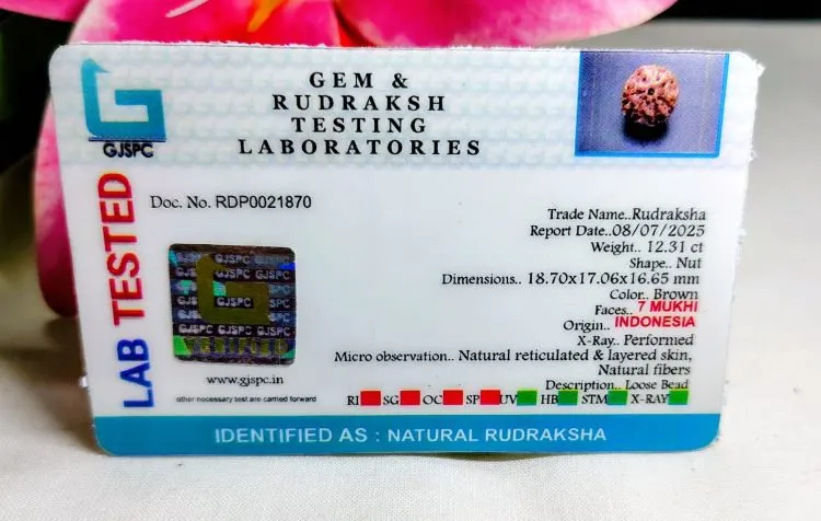 7 Mukhi Certificate