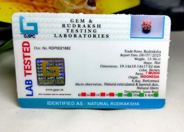 7 Mukhi Certificate