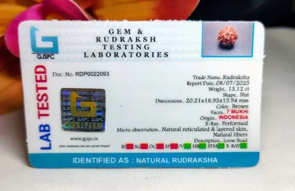 7 Mukhi Certificate