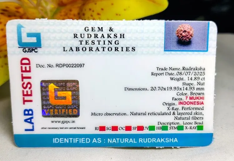 7 Mukhi Certificate