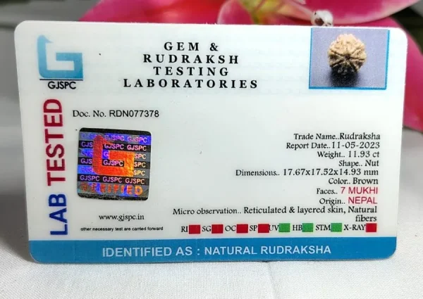 7 Mukhi Certificate