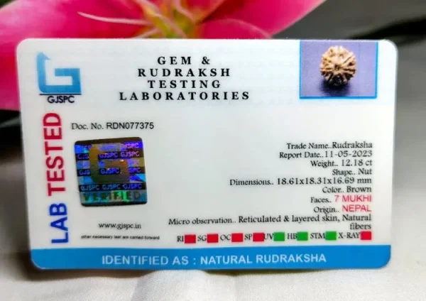 7 Mukhi Certificate