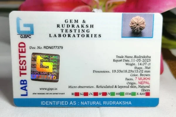 7 Mukhi Certificate