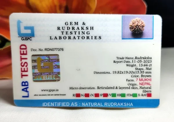 7 Mukhi Certificate