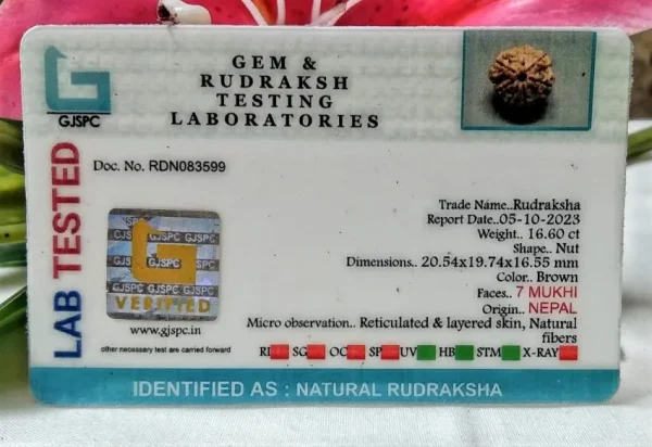 7 Mukhi Certificate