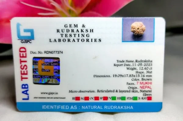 7 Mukhi Certificate