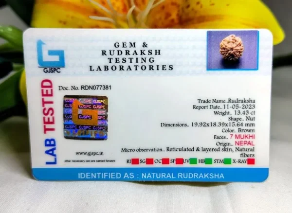 7 Mukhi Certificate