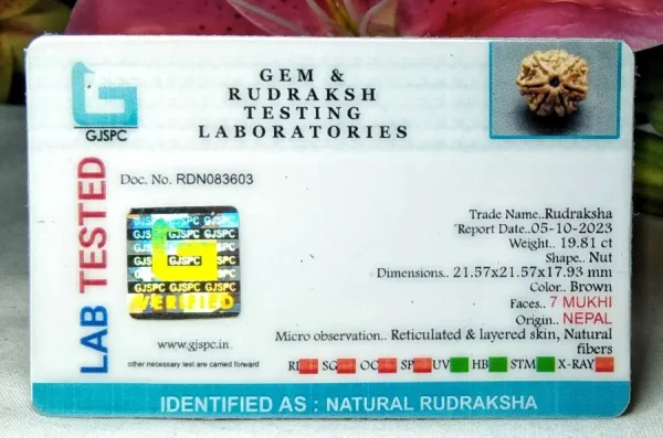 7 Mukhi Certificate