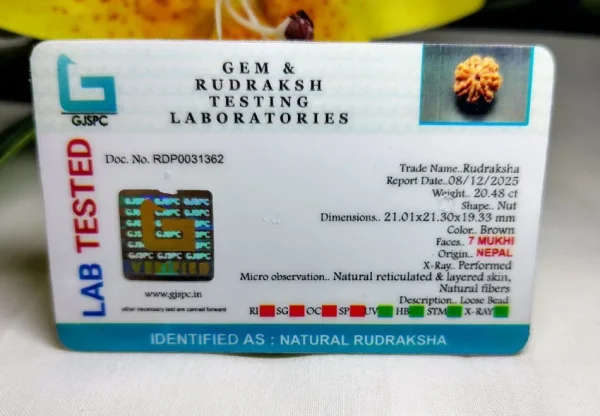 7 Mukhi Certificate