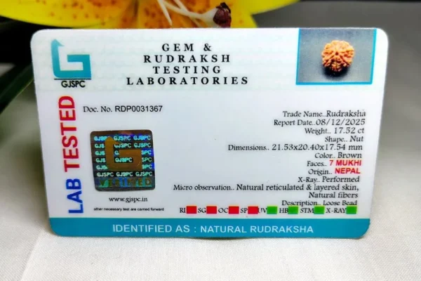 7 Mukhi Certificate