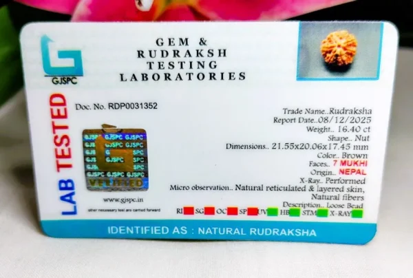 7 Mukhi Certificate