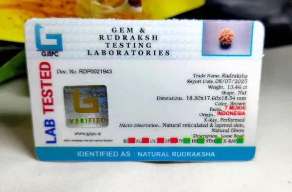 7 Mukhi Certificate