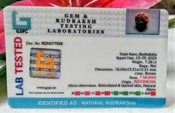 7 Mukhi Certificate
