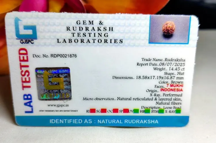 7 Mukhi Certificate
