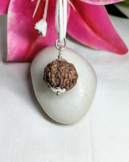 7 Mukhi Rudraksha