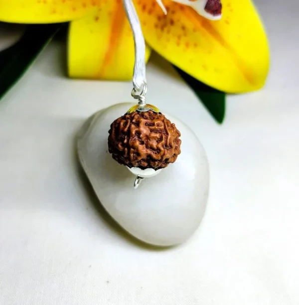 7 Mukhi Rudraksha