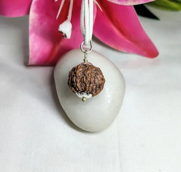 7 Mukhi Rudraksha