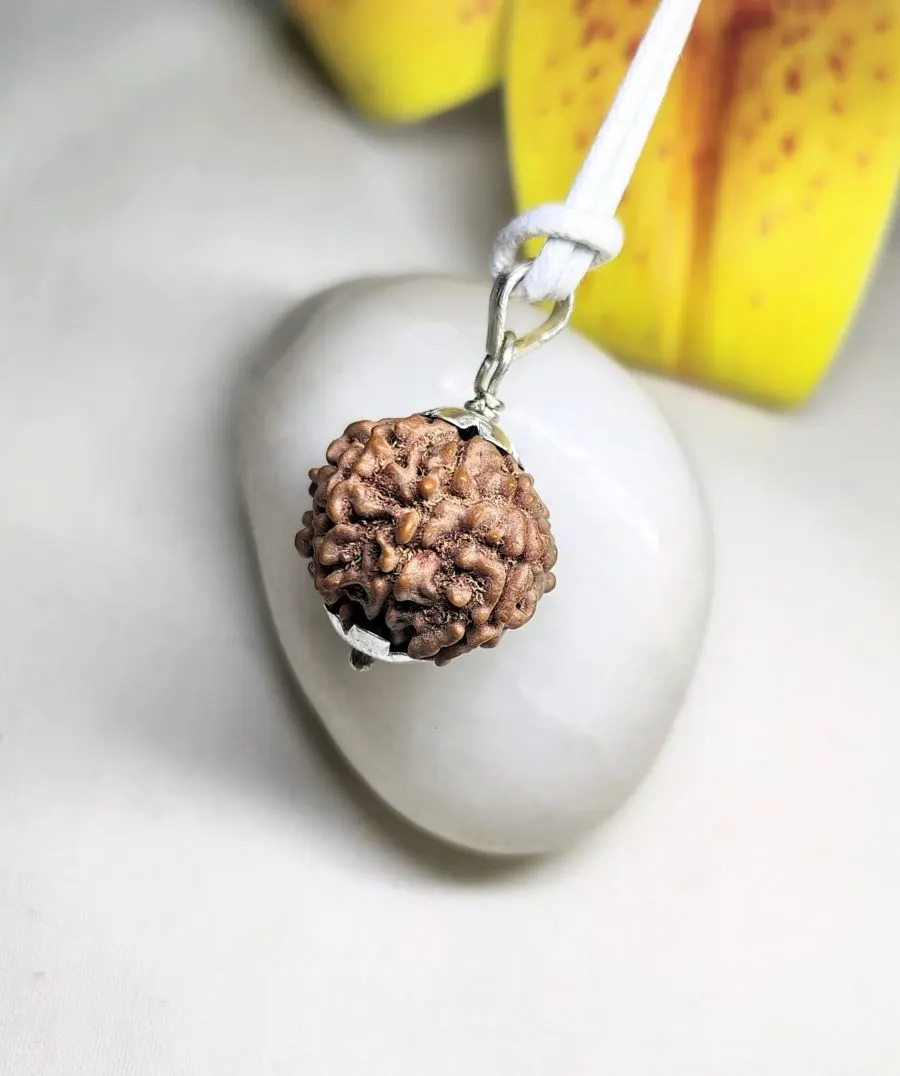 7 Mukhi Rudraksha