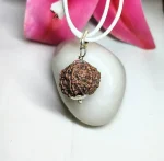 7 Mukhi Rudraksha