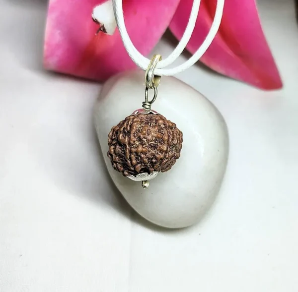 7 Mukhi Rudraksha