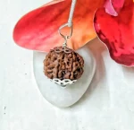 7 Mukhi Rudraksha