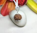 7 Mukhi Rudraksha