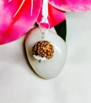 7 Mukhi Rudraksha