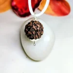 7 Mukhi Rudraksha