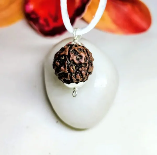 7 Mukhi Rudraksha