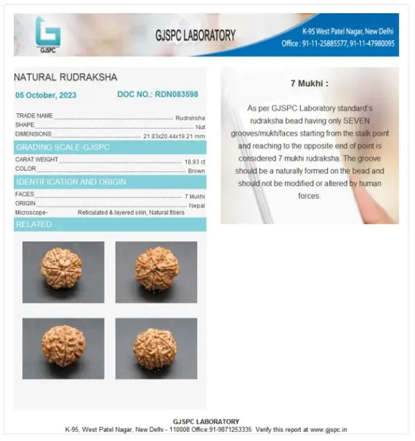 7 Mukhi Certificate