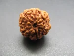7 Mukhi Rudraksha