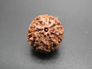 7 Mukhi Rudraksha