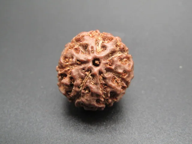 7 Mukhi Rudraksha