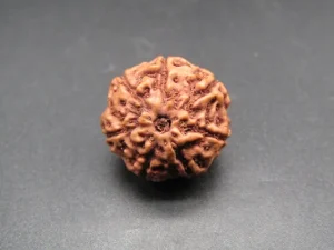 7 Mukhi Rudraksha