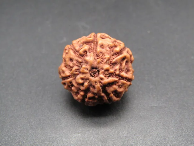 7 Mukhi Rudraksha