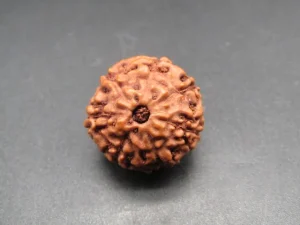 7 Mukhi Rudraksha