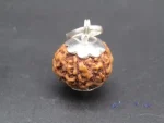 7 Mukhi Rudraksha