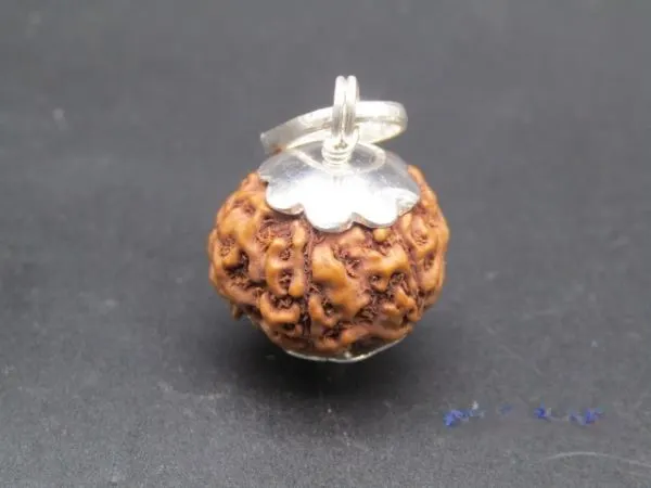 7 Mukhi Rudraksha