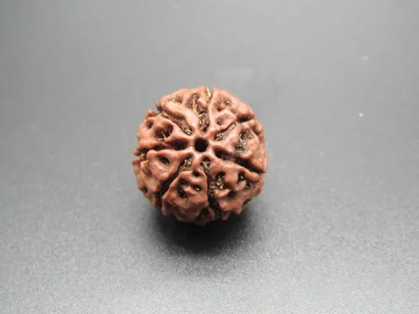 7 Mukhi Rudraksha