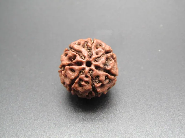 7 Mukhi Rudraksha
