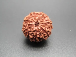 7 Mukhi Rudraksha
